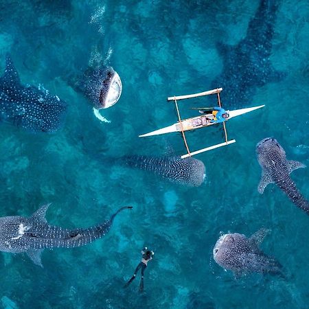 Sharky Hostel Oslob Εξωτερικό φωτογραφία