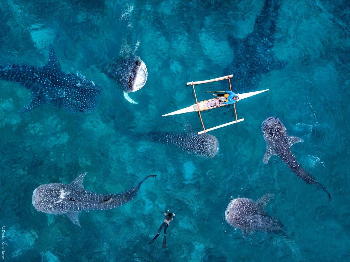Sharky Hostel Oslob Εξωτερικό φωτογραφία